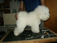 Stříhání Bichon a poil Frise