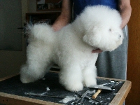 Stříhání Bichon a poil Frise